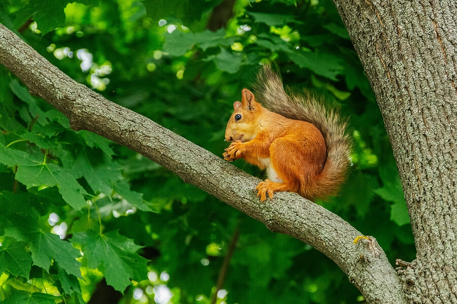 squirrel sitting on tree branch