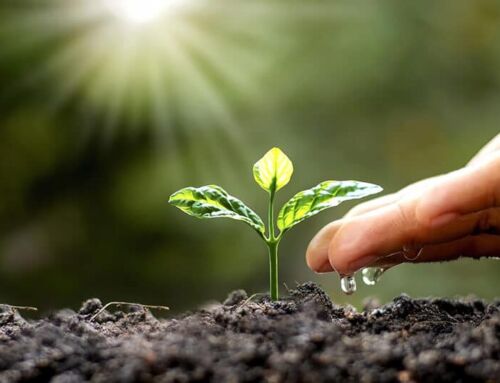 How to Keep Your Plants Healthy in Extreme Heat