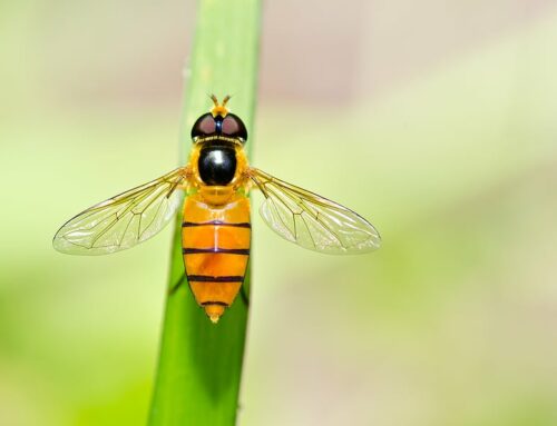 How to Get Rid of Fruit Flies?