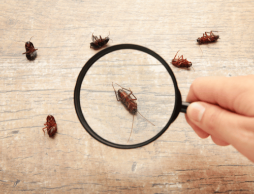 How to Get Roaches Out of Furniture