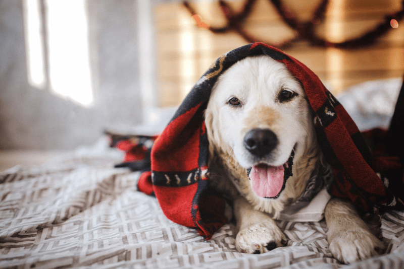 Keep Dogs Warm in Winter