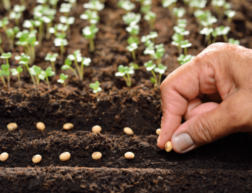 How to Plant Vegetable Seeds and Seedlings Properly?